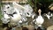 Large group of Australian Pelicans waiting for feeding food. Australian pelicans fighting for food closeup