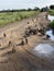 Large group of Banded Mongoose in Serengeti