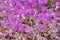 A large group of beautiful purple and white crocus flowers with yellow stamens on a flower bed in a garden in autumn