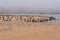 Large group of birds, least tern, pelicans, seagulls, on the beach, Guadalupe Dunes, CA