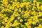 Large group of bright yellow tagetes