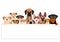 Large group of brownish dogs with white board
