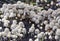 A large group of Bundle Mycena or Mycena Arcangeliana on the dead stump of a lilac tree