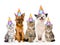 Large group cats and dogs in birthday hats. isolated on white