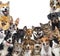 Large group of cats and dogs looking at the camera on blue