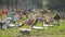 A large group of children engaged in yoga in the park sitting on the grass