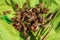 A large group of cicadas spreading their wings and swarming on the leaves.