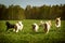 Large group of dogs Golden retrievers running