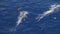Large group of dolphins in the Atlantic Ocean