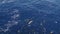 Large group of dolphins in the Atlantic Ocean