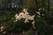 Large group of edible lycoperdon mushrooms known as puffball grows on a tree stump in the forest