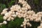 Large group of edible lycoperdon mushrooms known as puffball grows on a tree stump in the forest