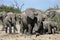 Large group of elephants - Botswana