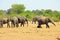 Large group of elephants spraying dust over themselves to keep cool