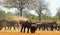 Large group of Elephants and Zebras on the dry dusty plains in Hwange National Park, Zimbabwe