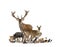 Large group of european fauna, red deer, red fox, bird, rodent, wild boar