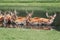 Large group of fallow deer resting in pond water on summer. Herd animals dama dama swimming chilling in river on hot day. Wildlife