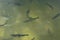 A large group of fish circling in a gloomy pond, a view from above of the river trout and sturgeon on a fish farm.