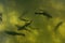 A large group of fish circling in a gloomy pond, a view from above of the river trout and sturgeon on a fish farm.