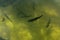 A large group of fish circling in a gloomy pond, a view from above of the river trout and sturgeon on a fish farm.