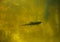 A large group of fish circling in a gloomy pond, a view from above of the river trout and sturgeon on a fish farm.