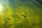 A large group of fish circling in a gloomy pond, a view from above of the river trout and sturgeon on a fish farm.