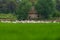 Large group of flamingoes feeding on the ricefield