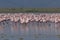 Large group of flamingos (Phoenicopterus roseus