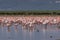 Large group of flamingos (Phoenicopterus roseus