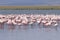 Large group of flamingos (Phoenicopterus roseus