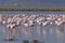 Large group of flamingos (Phoenicopterus roseus