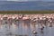 Large group of flamingos (Phoenicopterus roseus