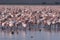 Large group of flamingos (Phoenicopterus roseus