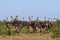 Large group flock of 17 Common Ostrich Struthio camelus female hens standing together mouths open