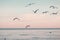 Large group flock of seagulls on sea lake water and flying in sky on summer sunset