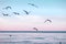 Large group flock of seagulls on sea lake water and flying in sky on summer sunset