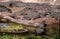 Large group of Florida alligators