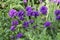 Large group of flowering clustered bellflower or Campanula glomerata plants on flowerbed in garden