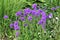 Large group of flowering clustered bellflower or Campanula glomerata plants on flowerbed in garden