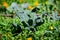 Large group of fresh green leaves of kale or leaf cabbage in an organic garden, with small water drops in a rainy summer day,