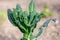 Large group of fresh green leaves of kale or leaf cabbage in an organic garden, with small water drops in a rainy summer day, beau