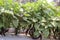 Large group of fresh violet brinjal or aubergine in plant. long purple brinjals grown on horticultural farms