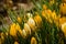 A large group of fresh yellow blooming crocusses in spring