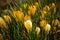 A large group of fresh yellow blooming crocusses in spring