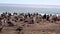 A large group of Gentoo penguins are resting on the beach near the ocean. A female goose walks with her baby goose across the beac