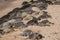 A large group of giant green sea turtles resting at the Hookipa Beach, Maui