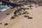 A large group of giant green sea turtles resting at the Hookipa Beach, Maui