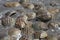 Large group of Horseshoe crabs on Kitts Hummock a Delaware Bay Coastline