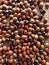 Large group of ladybirds some non-native to the UK hibernating inside wooden waste bin