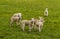 A large group of lambs alert in a field near Market Harborough  UK